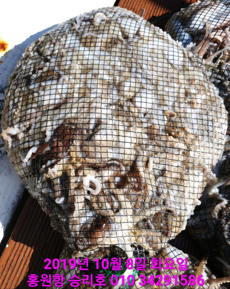 10월8일 홍원항 **요포선단** (승리호) 강풍에도 갑오징어&쭈꾸미 망태기는 만족한 조황!!