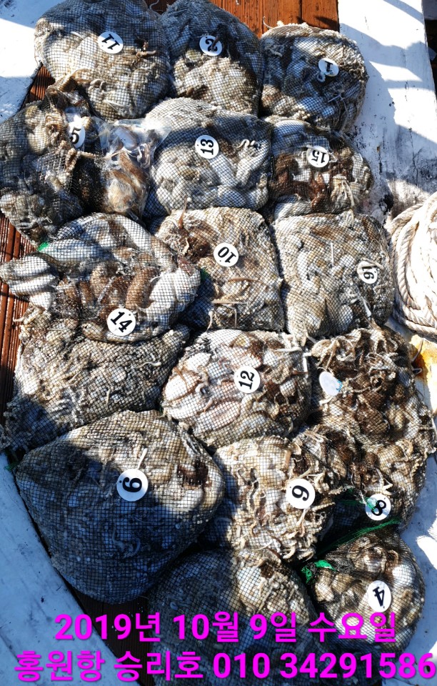 10월9일 홍원항 **요포선단**  (승리호) 갑오징어&쭈꾸미 망태기는 오늘도 홈~런~성 조황입니다!!