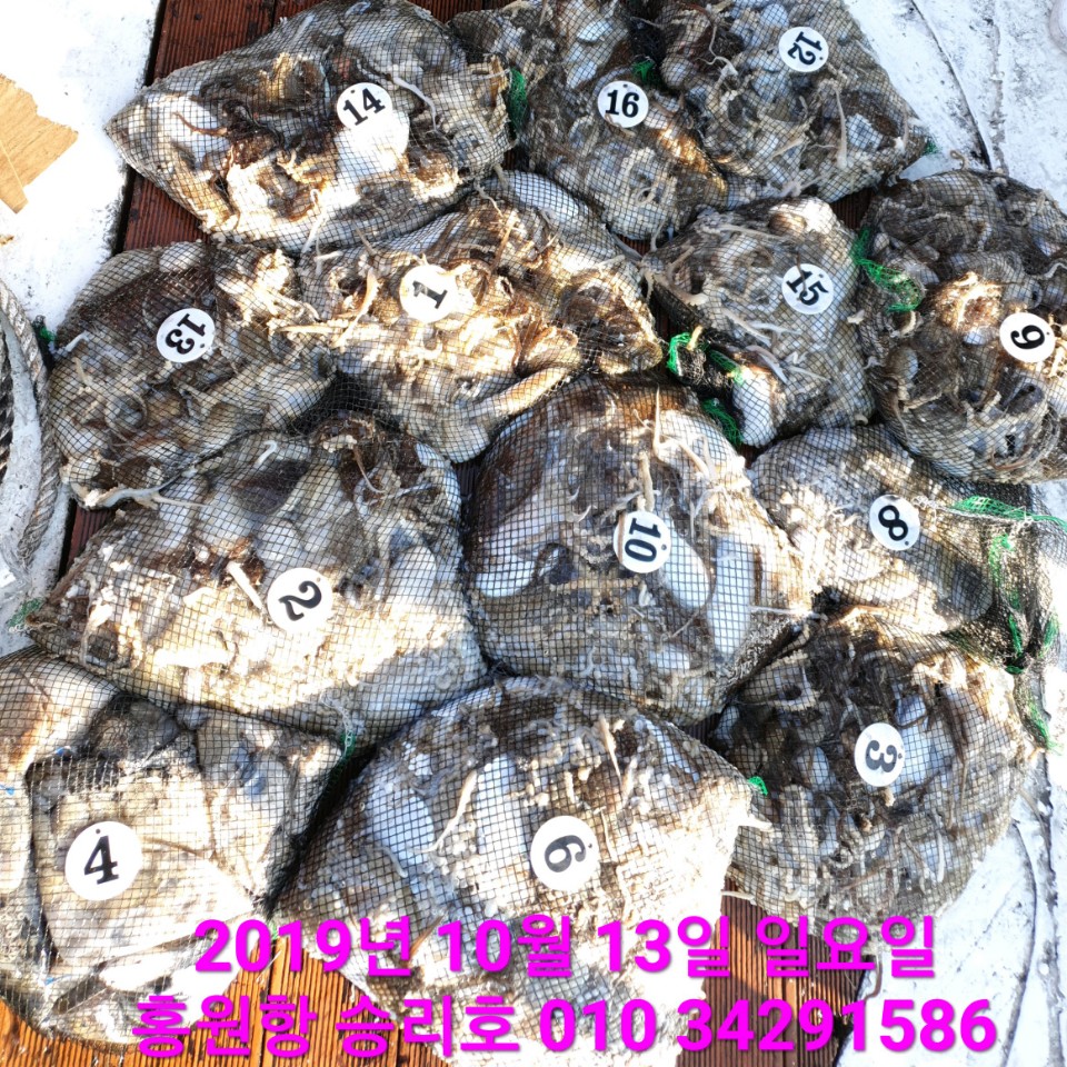 10월13일 홍원항 **요포선단** (승리호) 오늘도 갑오징어&쭈꾸미 망태기는  빵~빵~한 조황입니다!!