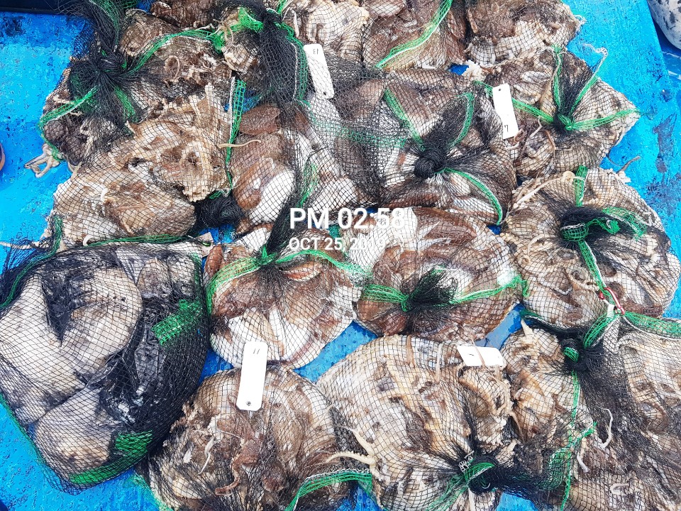 10월25일 홍원항 **요포선단** (장진호) 갑오징어&쭈꾸미 엄~청~난 망태기 조황입니다!!