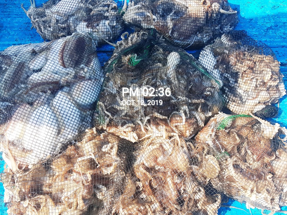 10월12일 홍원항 **요포선단** (장진호) 갑오징어&쭈꾸미 오늘도 망태기가 터~질~듯한 조황입니다!!