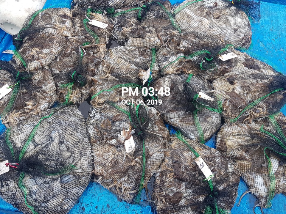 10월6일 홍원항 **요포선단**  (장진호)  갑이&쭈꾸미 망태기는 오늘도 터~질~듯~ 한 조황입니다!!