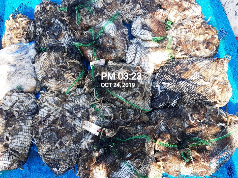 10월24일 홍원항 **요포선단** (장진호) 오늘도 갑오징어&쭈꾸미 빵~빵~한 망태기는 만~족~한 조황!!