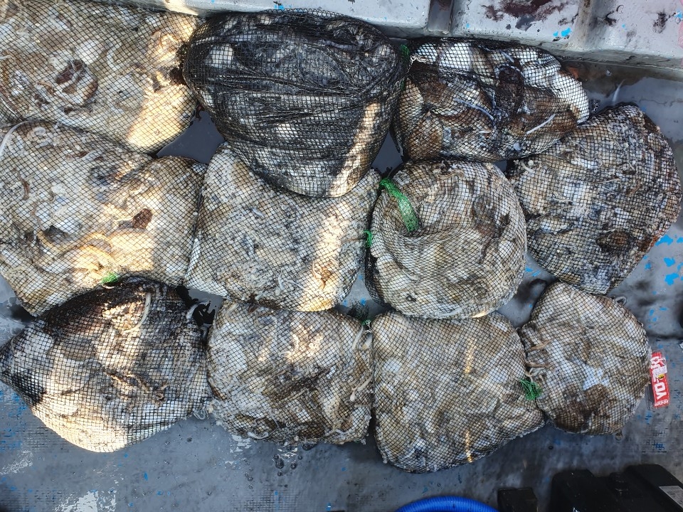 10월19일 홍원항 **요포선단** (한울피싱) 갑오징어&쭈꾸미 오늘도 홈~런~성 망태기 조황입니다!!