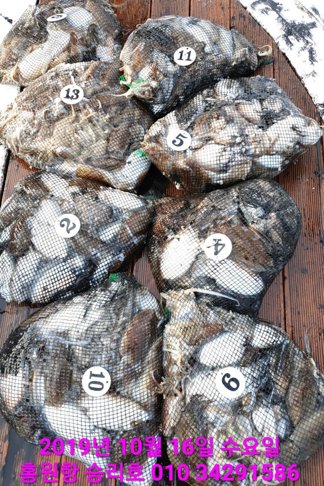 10월16일 홍원항 **요포선단**  (승리호) 갑오징어&쭈꾸미 엄~청~난 망태기 조황입니다!!