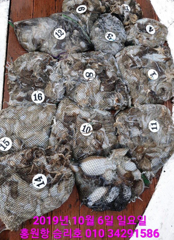 10월6일 홍원항 **요포선단**  (승리호) 갑오징오& 쭈꾸미 망태는 오늘도 엄~청~난 조황입니다!!