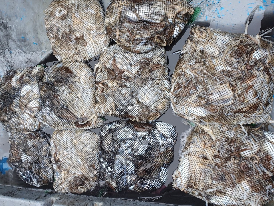 10월23일 홍원힝 **요포선단** (한울피싱) 갑오징어&쭈꾸미 망태기는 오늘도 엄~청~난 조황입니다!!