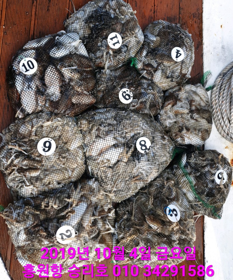 10월4일 홍원항 **요포선단** (승리호) 갑오징어&쭈꾸미 망태기는 엄~청~난 조황입니다!!