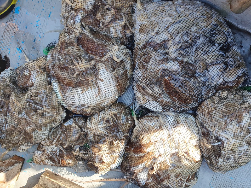 10월24일 홍원항 **요포선단** (한울피싱) 갑오징어&쭈꾸미 망태기는 오늘도 대~만~족 조황입니다!!