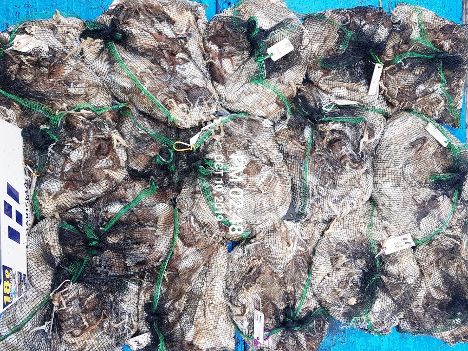 10월10일 홍원항 **요포선단** (장진호) 갑오징어&쭈꾸미 망태기는 오늘도 엄~청~난 조황입니다!!