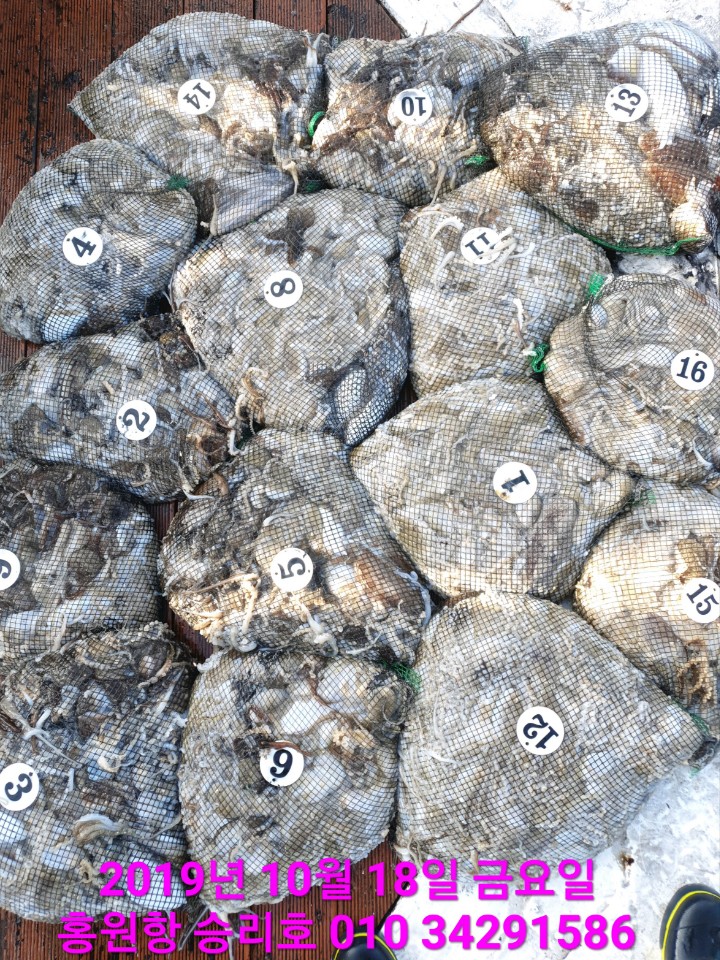 10월18일 홍원항 **요포선단** (승리호) 갑오징어&쭈꾸미 망태기는 오늘도 대~풍~년 조황입니다!!