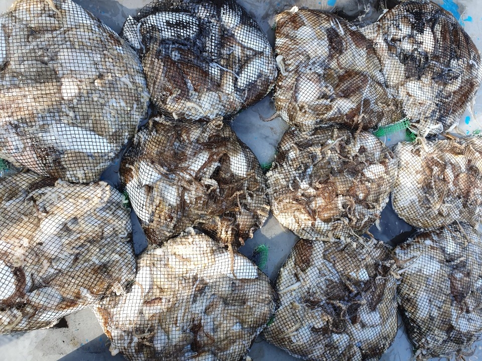 10월4일 홍원항 **요포선단**  (한울피싱) 갑오징어&쭈꾸미 망태기로 점~령~ 당한 한울피싱 갑~판~~