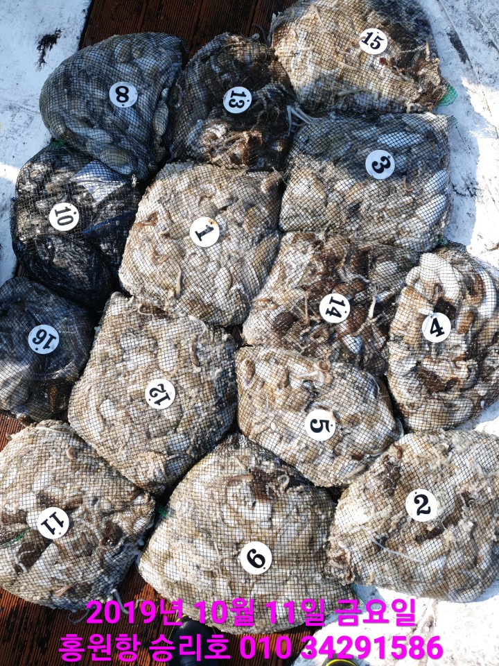 10월11일 홍원항 **요포선단** (승리호) 갑오징어&쭈꾸미 오늘도 대~풍~년 망태기 조황입니다!!