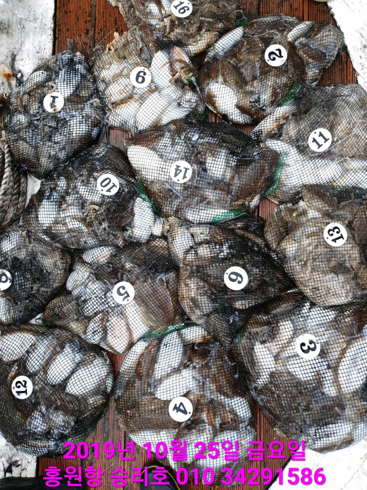 10월25일 홍원항 **요포선단** (승리호) 갑오징어&쭈꾸미 망태기는 오늘도 홈~런~성 조황입니다!!