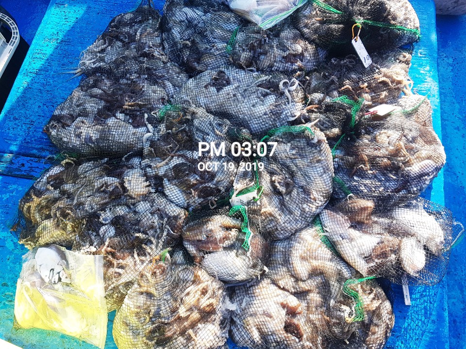 10월19일 홍원항 **요포선단**  (장진호)  갑오징어&쭈꾸미망태기는 오늘도 대~풍~년 조황입니다!!