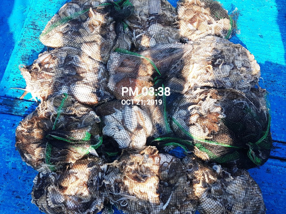 10/21 홍원항 **요포선단**(장진호) 갑이&쭈꾸미 망태기는 오늘도   빵~빵~한 조황입니다!!   ~~