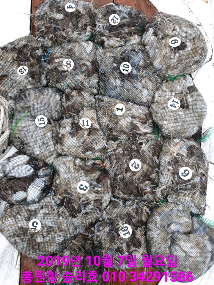 10월7일 홍원항 **요포선단** (승리호) 수중전에서도 갑&쭈 망태기는 오늘도 만~족~한 조황입니다!!