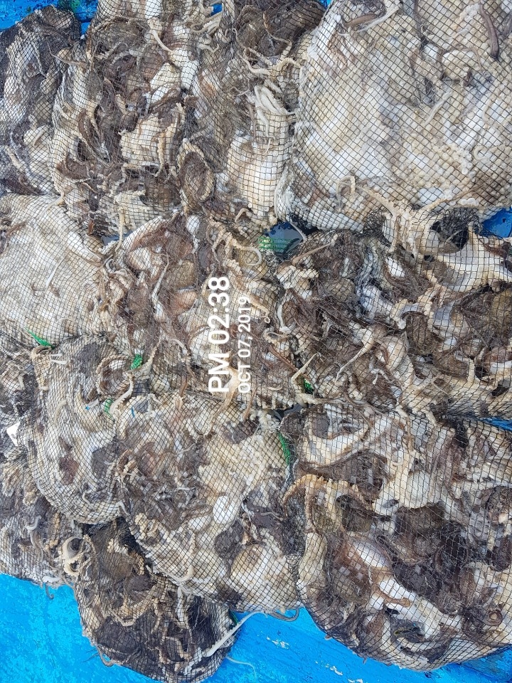 10월7일 홍원항 *요포선단** (장진호) 폭우속에서도 갑&쭈 망태기는 빵~빵~한 조황입니다~~