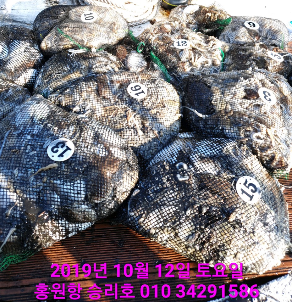 홍원항 **요포선단**  (승리호)12일 갑오징어&쭈꾸미 망태기는 오늘도 두손에 엄~청~난 조황입니다!!