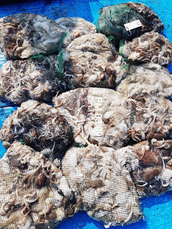 10월11일 홍원항 **요포선단** (장진호) 오늘도 갑오장어&쭈꾸미 망태기는 전원 대~만~족 조황입니다!!