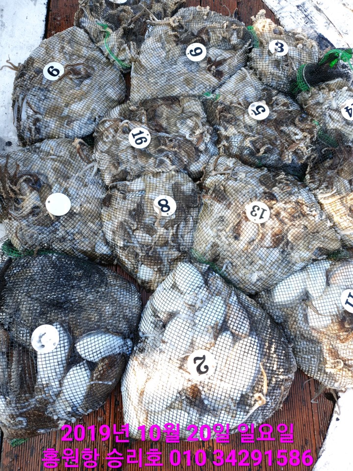 10/20 홍원항 **요포선단**  (승리호) 갑오징어&쭈꾸미 망태기는 오늘도 대~풍~년 조황입니다!!