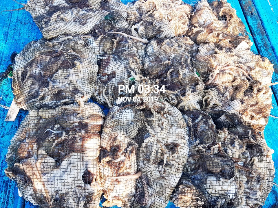 11월4일 홍원항 **요포선단** (장진호) 오늘도 갑오징어&쭈꾸미 망태기는 대~풍~년 조황입니다!!