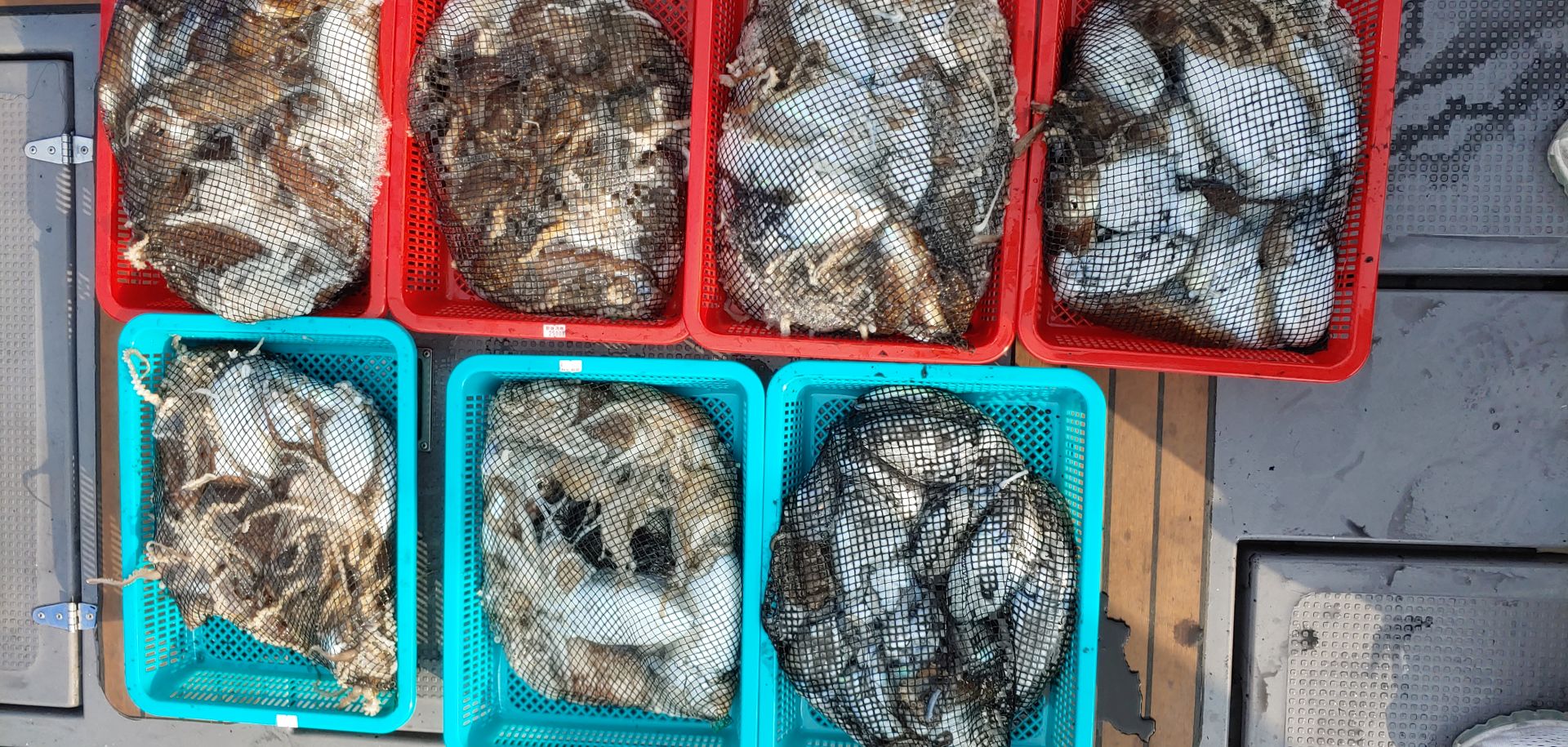 11월2일 홍원항 **요포선단** (펠릭스마린) 대~포~알 갑이와  쭈꾸미 망태기는 빵~빵~한 조황입니다!!