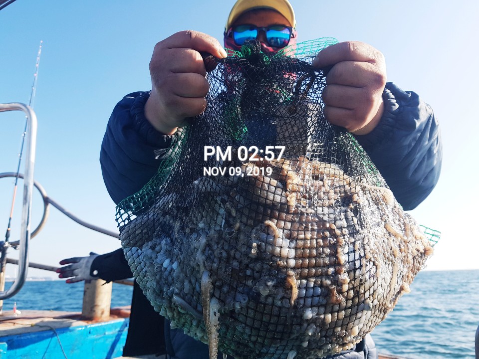 11월9일 홍원항 **요포선단**  (장진호) 오늘도 갑오징어&쭈꾸미 엄~청~난 망태기 조황 입니다!!