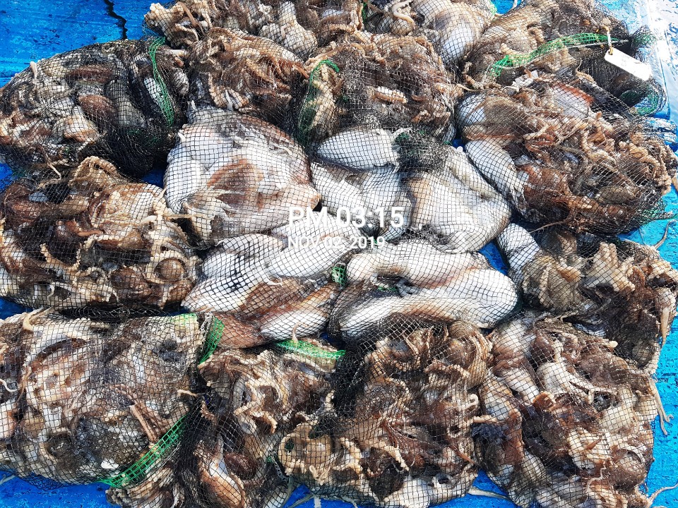 11월2일 홍원항 **요포선단** (장진호)  갑오징어&쭈꾸미 빵~빵~한 망태기 대~풍~년 조황!!