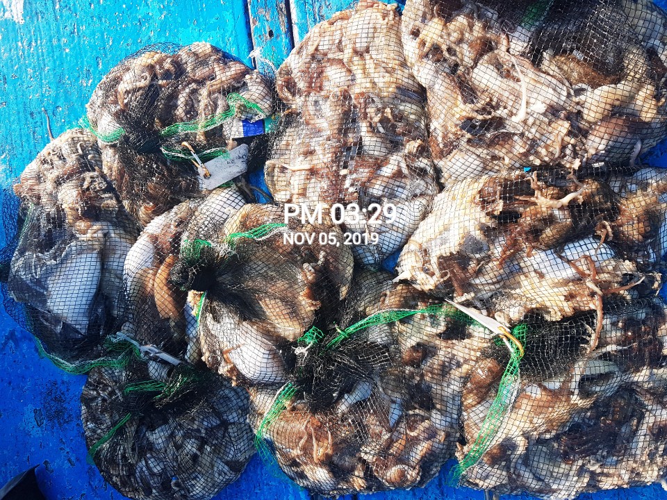 11월5일 홍원항 **요포선단** (장진호) 오늘 갑오징어&쭈꾸미 망태기는 전원 대~풍~년 조황입니다!!