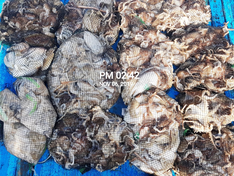 11월6일 홍원항 **요포선단** (장진호) 갑오징어&쭈꾸미 망태기는 완전 대~만~족~ 조황입니다!!