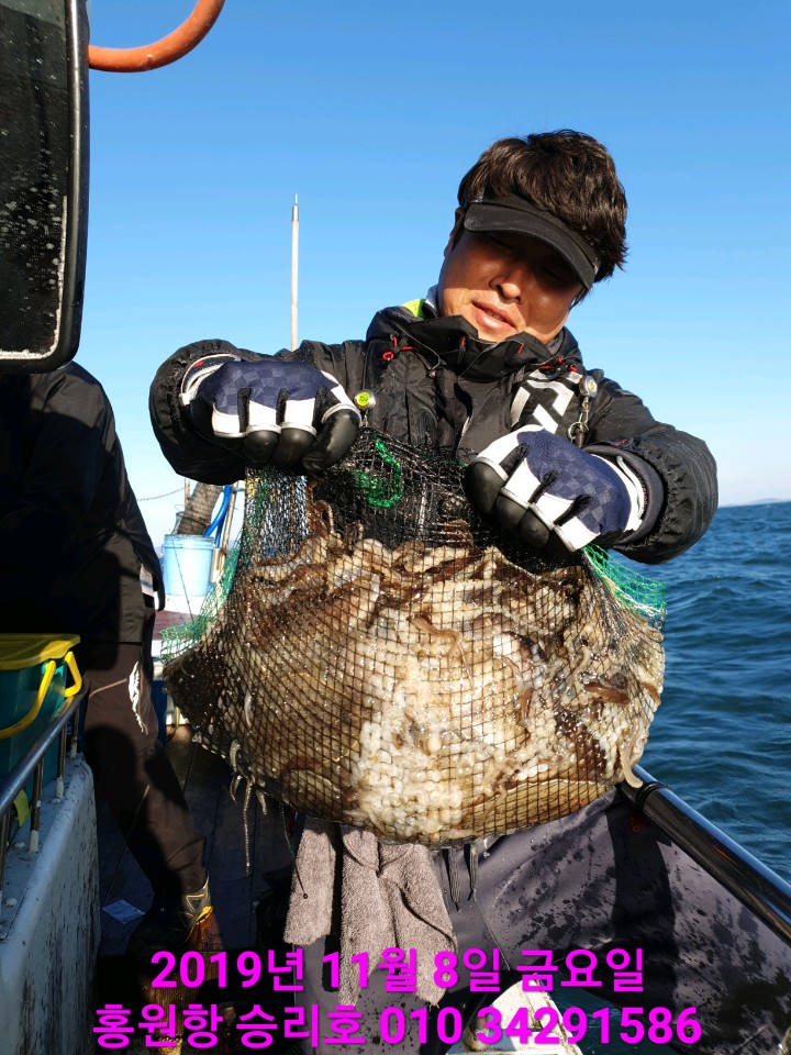 11월8일 홍원항 **요포선단**  (승리호)  겁오징어&쭈꾸미 망태기는 오늘도 풍~성~한 조황입니다!!