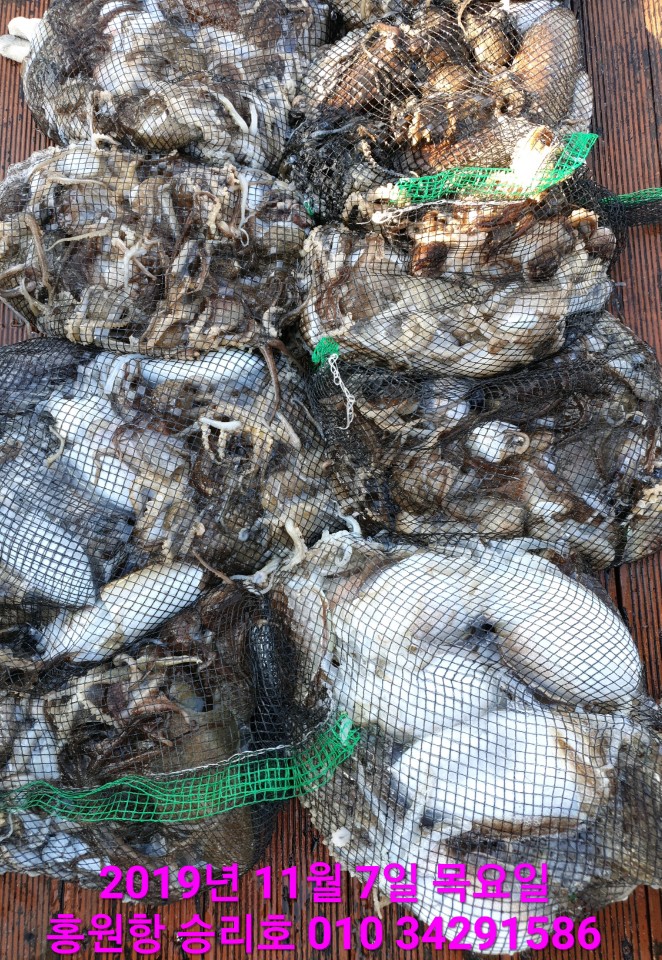 11월7일 홍원항 **요포선단**  (승리호) 갑오징어&쭈꾸미 망태기 조황입니다!!