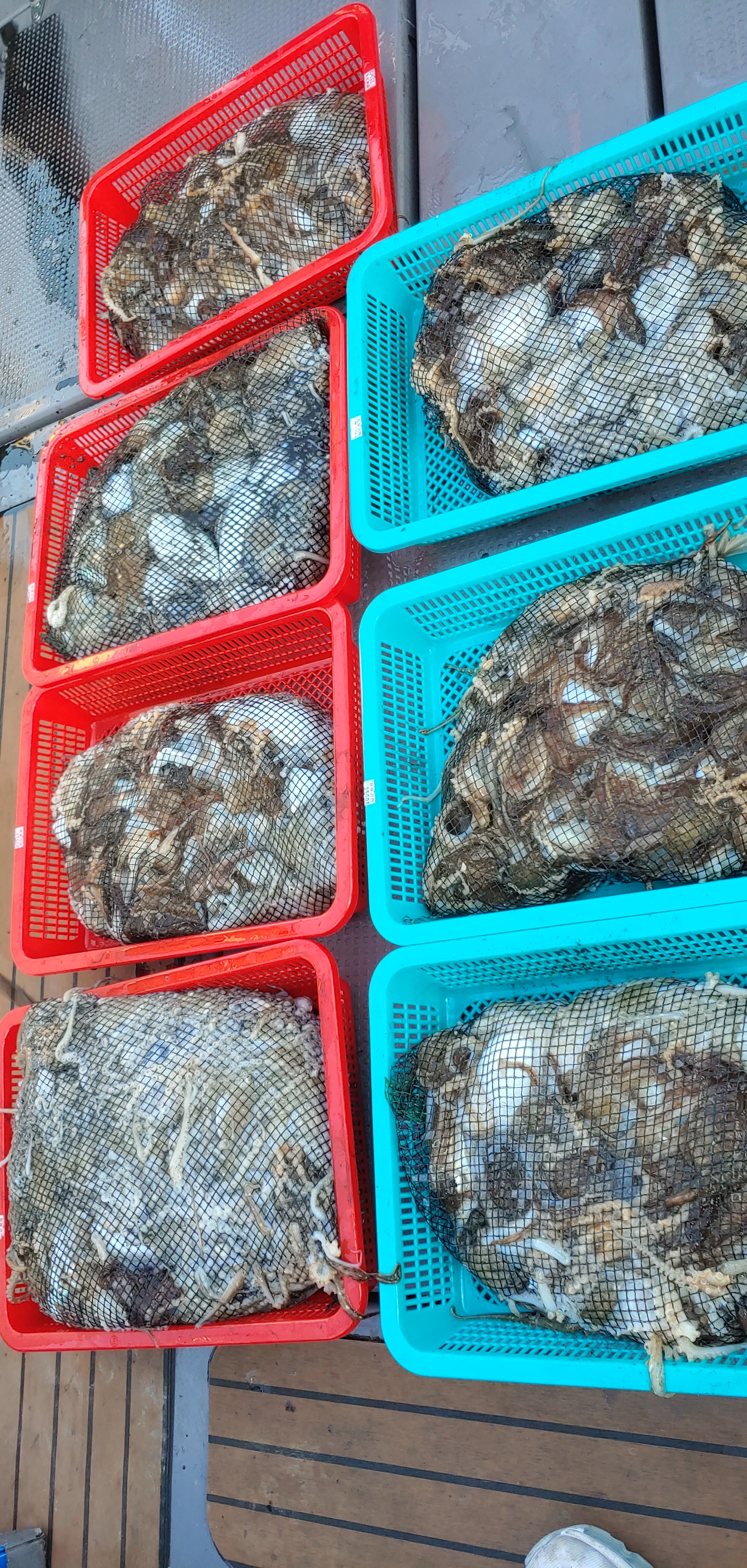 11월5일 홍원항 **요포선단** (펠릭스 마린) 갑오징어&쭈꾸미 전원 풍~성~한 조황입니다!!