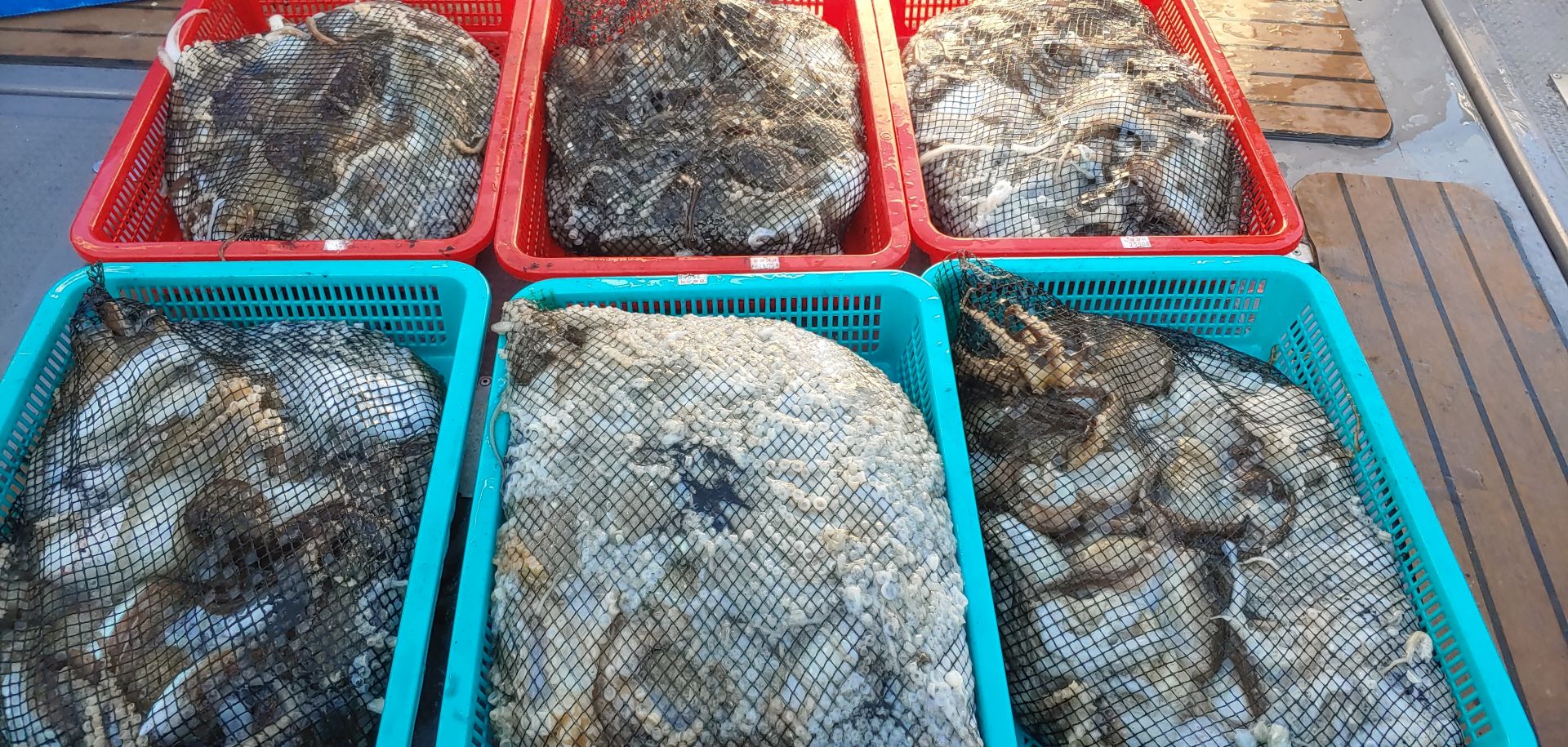 11월9일 홍원항 **요포선단** (펠릭스 마린) 갑돌이&쭈꾸미 망태기는 전원  오늘도 대~만~족 조황입니다