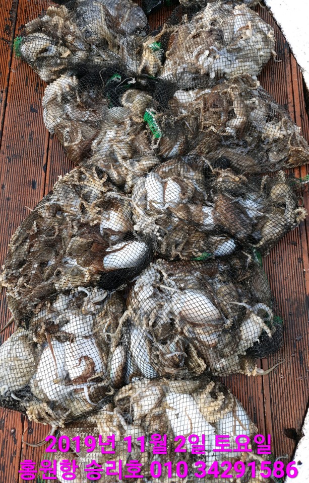 11월2일 홍원항 **요포선단** (승리호)  오늘도 갑오징어&쭈꾸미 빵~빵~한 망태기 대~풍~년 조황!!