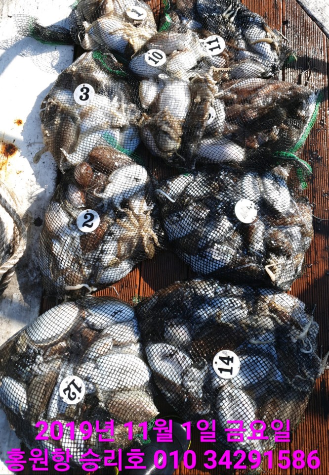 11월 첫째닐 홍원항 **요포선단** (승리호) 갑오징어&쭈꾸미 빵~빵~한 망태기는 엄~청~난 조황입니다!!