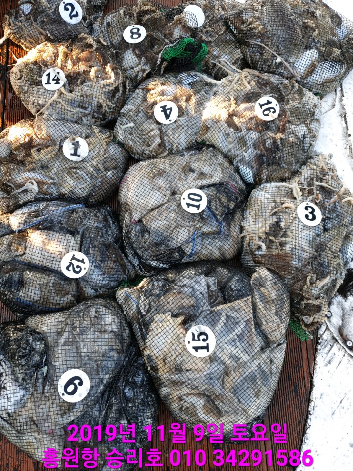 11월9일 홍원항 **요포선단** (승리호) 갑오징어&쭈꾸미 망태기는 오늘도 대~풍~년 조황입니다!!