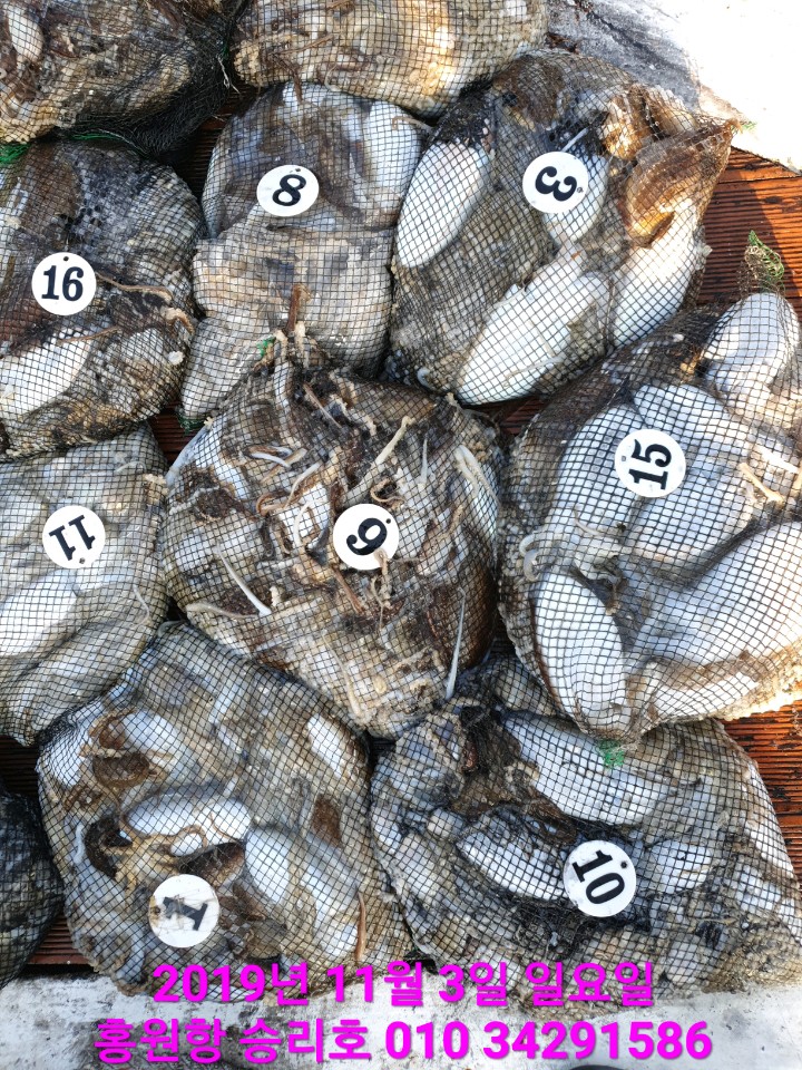 11월3일 홍원항 **요포선단**  (승리호) 오늘도 갑오징어&쭈꾸미 망태기는홈~런~성 조황입니다!!