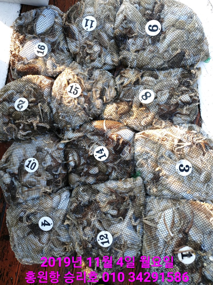 11/4 홍원항 **요포선단** (승리호) 갑오징어&쭈꾸미 망태기는 오늘도 엄~청~난 조황입니다!!