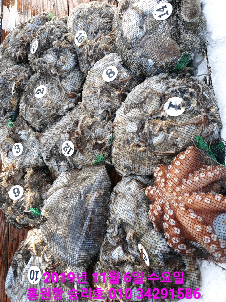 11월6일 홍원항 **요포선단** (승리호) 오늘도 갑오징어&쭈꾸미 망태기는 대~만~족 조황입니다!!