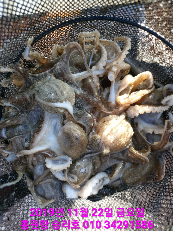 11월22일 홍원항 **요포선단**  (승리호) 갑오징어&쭈꾸미 조황입니다!!