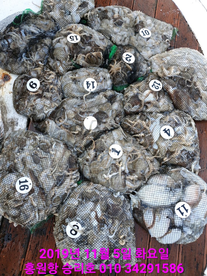 11월5일 홍원항 **요포선단** (승리호) 갑오징어&쭈꿈;  망태기는 전원 대~만~족 조황입니다!!