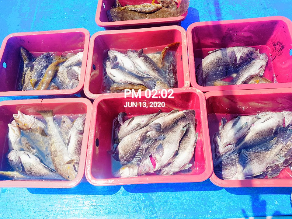 6월13일 홍원항 (장진호) * 왕초보*들의 생미끼 출조 굿~~굿~~~ 조황입니다!!