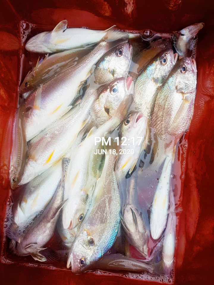 6월18일 홍원항 (장진호) 선장님 백조기 오전 짬낚조황!!