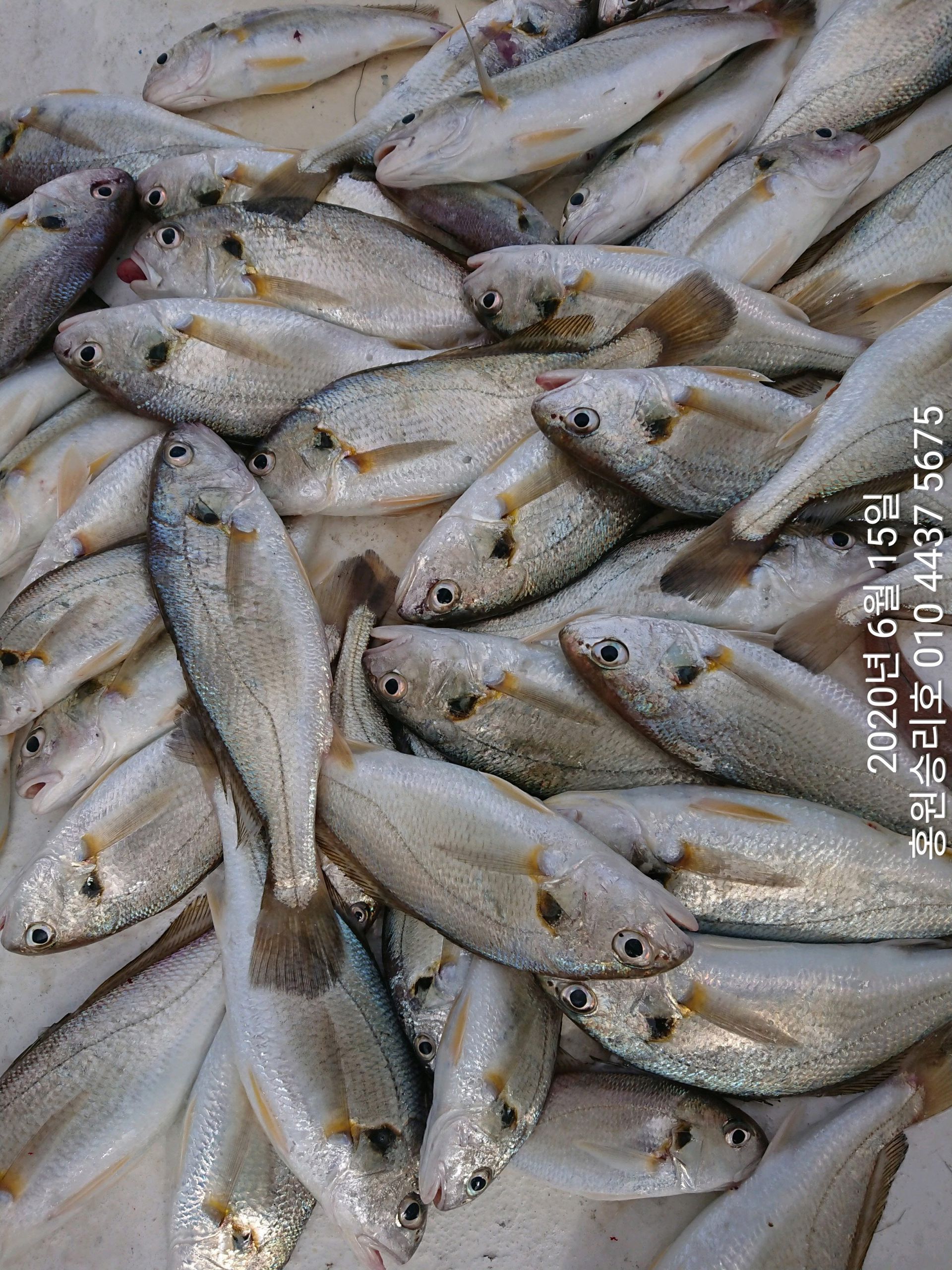 6월15일 홍원항 (승리호) 김선장님  백조기 탐사조황 입니다!!