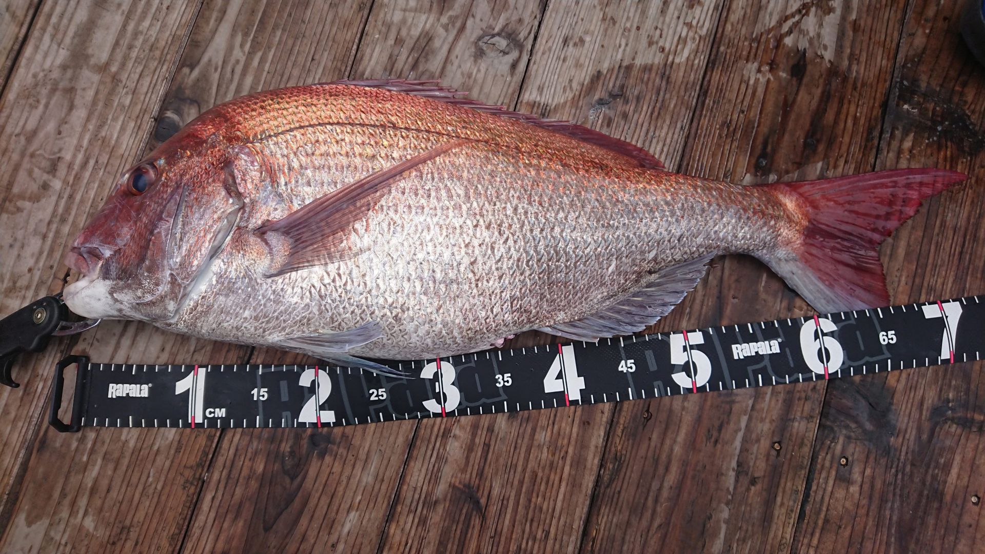 6월3일 승리호 선장님 *1인* 참돔 조황입니다!! (타선박을 이용한오전조황!!)