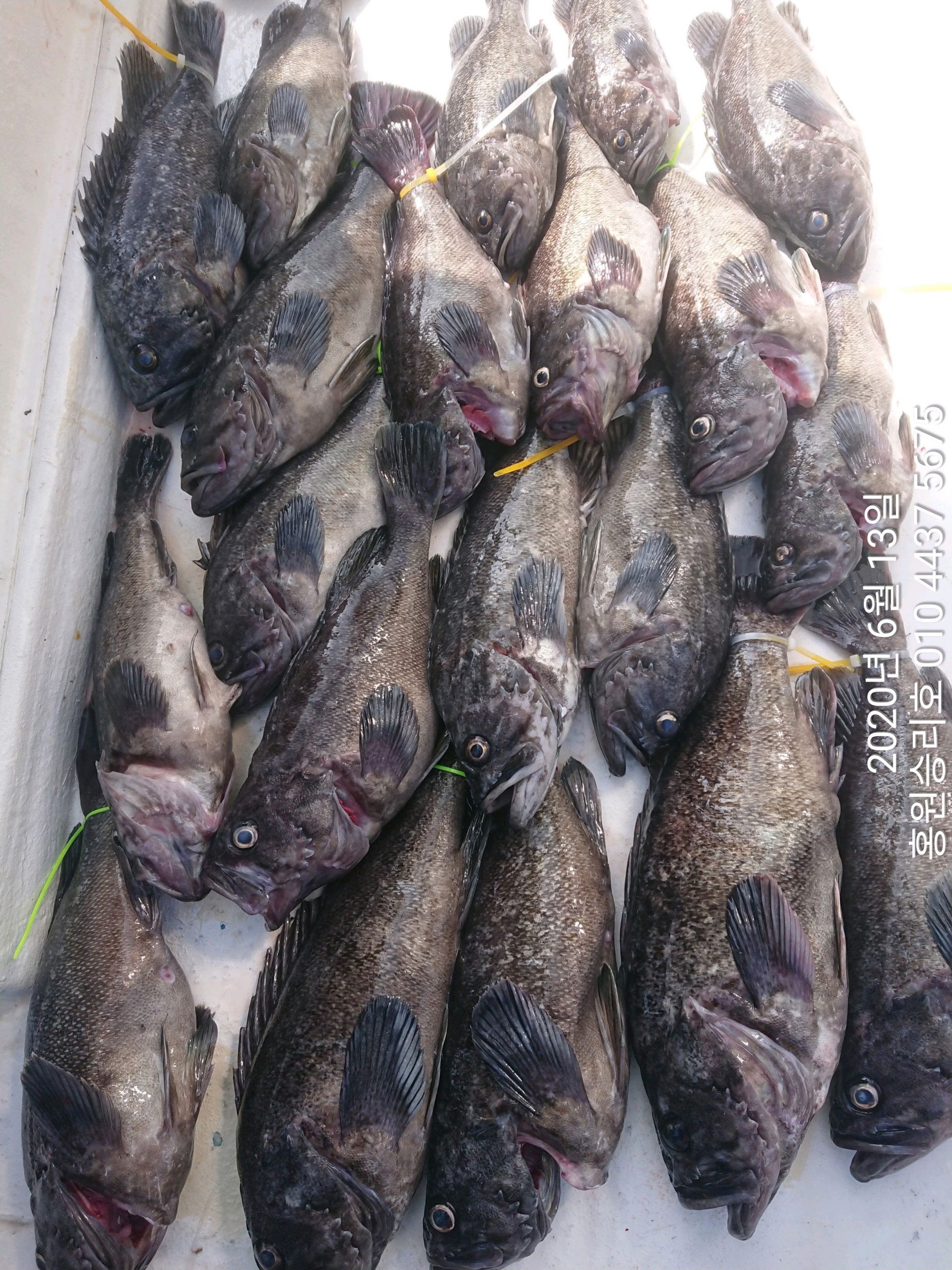 6월13일 홍원항 (승리호) ~~대박~~ 이벤트 생미끼출조 조황도 대~대~박 조황입니다!!