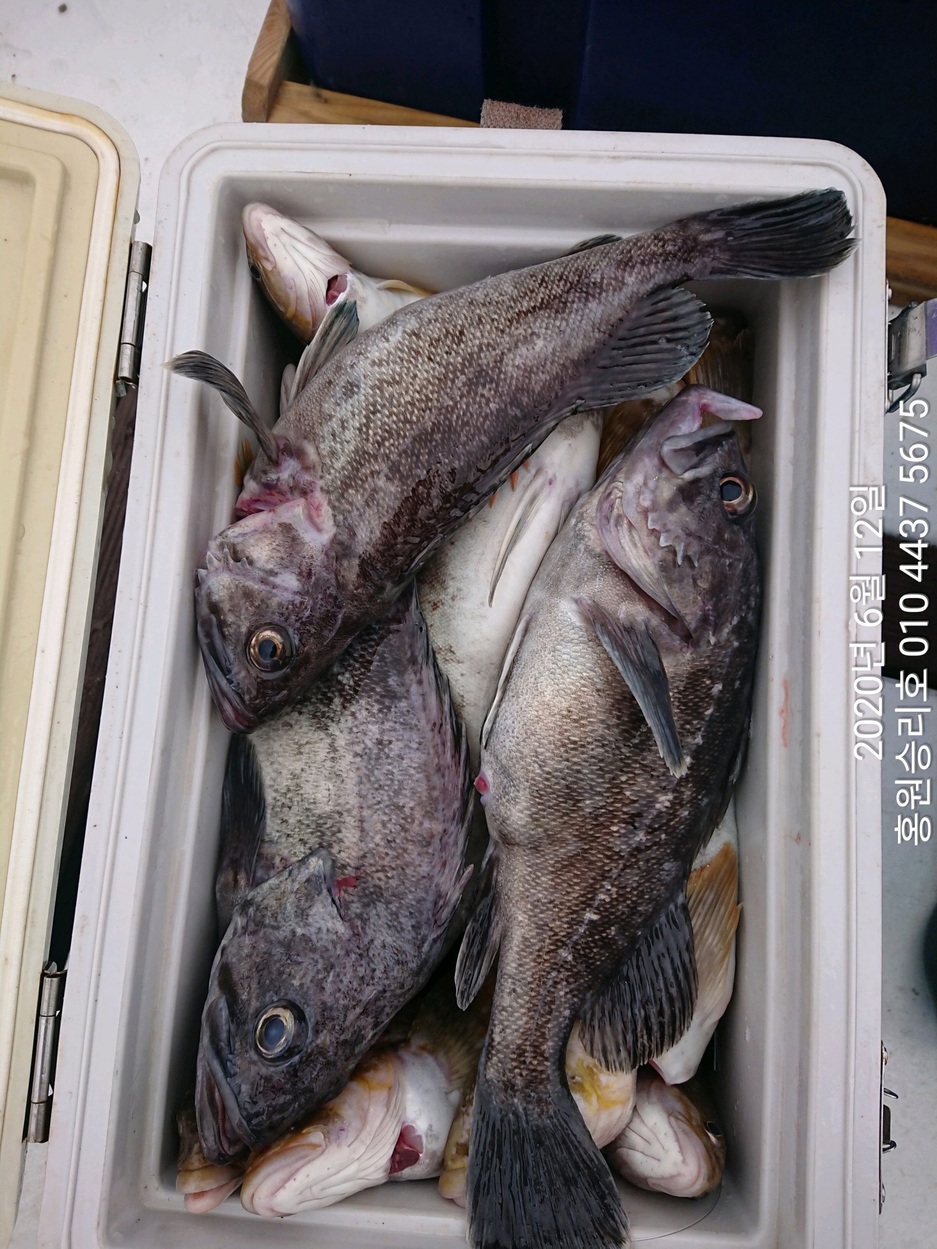 6월12일 홍원항 (승리호)~~대박~~ 이밴트 생미끼 4분의 조황!!