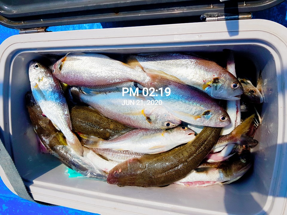 6월21일 홍원항 (장진호) ***대박*** 이벤트 백조기 쿨러 조황입니다!!